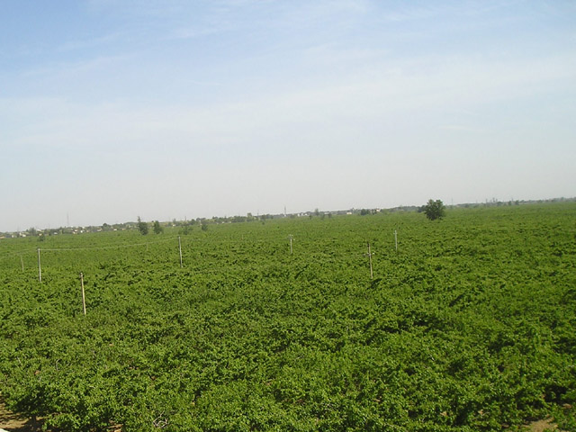 10萬畝蘋果基地 10萬畝蘋果基地